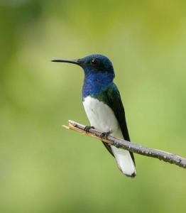 Villa Lomas Sarapiquí