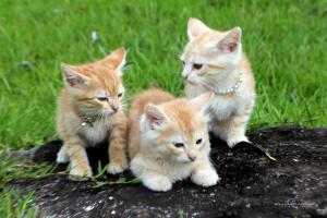 Alugo Casa Pé na Areia50m Praia do Porto Imbituba
