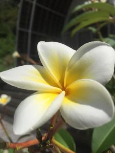 Selayar Pearl Beach Cottage