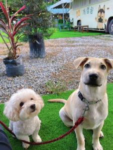 iGo Glamz 爱狗露营 Pet Friendly Glamping