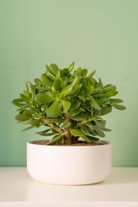 "Nicos Apartment" in Centro Città