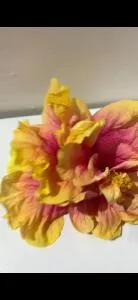 Rivé an Key La - Fond Boucher