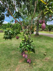 Refúgio junto a natureza