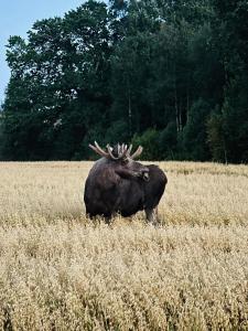 Fjällbacka Premium Living - Wonderful Location