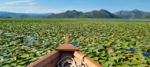Skadar Lake Apartment - Nature Nest