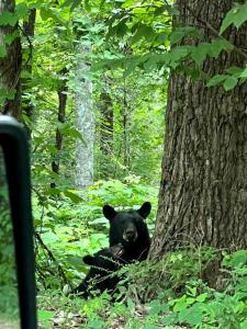 Moose Suite - King Bed Cabin Apartment