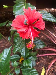 Earthly Retreat - Private Noosa Hinterland Getaway