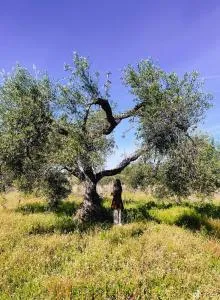 Urlaub auf der Olivenfarm, Erholung und Natur pur - 巴尔韦尔德德尔卡米诺