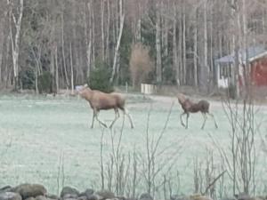 Haus Haberkorn im Smorland