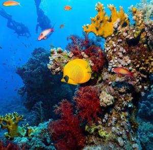 Furnished Chalets for Rent in Cecilia Resort Furnteched, kitchenee, Near Airport