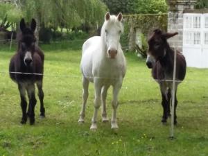 B&B / Chambres d'hotes B&B - Petite Ferme d-Autrefois : photos des chambres