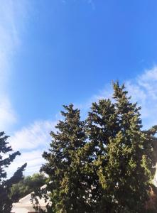 Pine Tree Dalmatia Srima