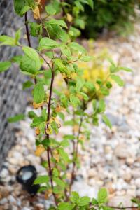 Appartementen De Witte Brugh