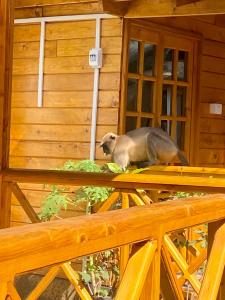 Chill Out Jasmine Restaurant Bar Rooms