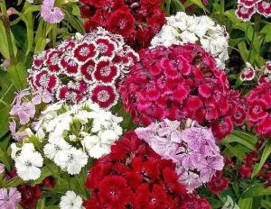 Gabala Garden hostel - Шекі