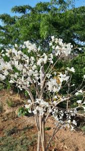 CANTINHO DA ROSA ac - RIO PRIVATIVO