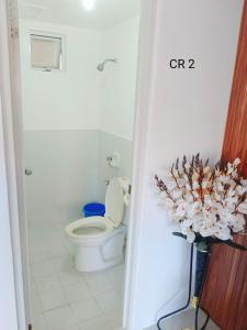 Camella gensan transient