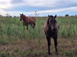 San Ignacio cattle farm Magdalena Buenos Aires