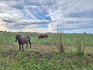 San Ignacio cattle farm Magdalena Buenos Aires