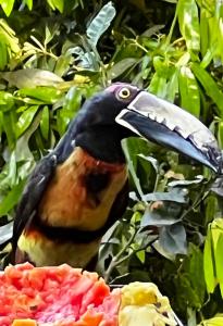 El Valle de Anton La Chachalaca