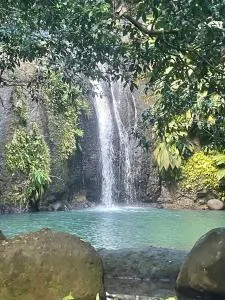 HELICONIA rostrata - 圣罗斯