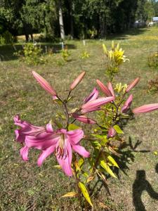 Cabaña en Panguipulli
