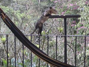 El Valle de Anton La Chachalaca