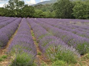 Maisons de vacances Mas dans les lavandes : photos des chambres