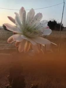 Sabi Hanim Konagi - Strovolos