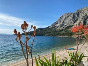 Apartmani Drašnice 1