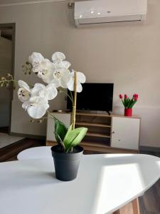 Departamento Jacarandá