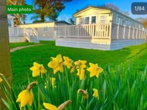 Forest hart - Brockenhurst