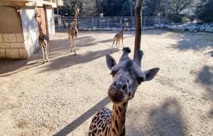 Maisons de vacances Lovely Home In Saint-Trojan-Les-Bains : photos des chambres