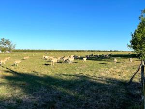 El Campo - Cabaña 1