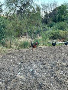 Cabaña Refugio campestre