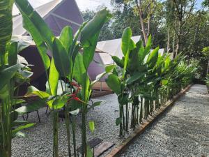 SkyTree Glamping - Hudas Haven