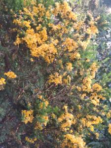 Solys Villa Homestay