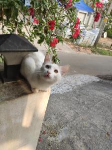 Solys Villa Homestay