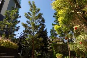 Forest Khaoyai by Licega