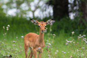 Eshowe Hills Golf Estate
