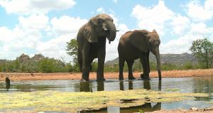 Limpokwena Nature Reserve