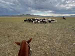 Yurts in an Nomadic family - Hotont