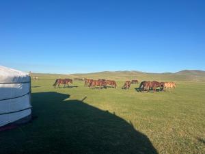 Yurts in an Nomadic family