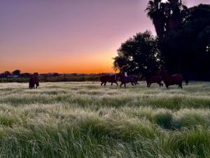 The Stables Kakamas Self Catering