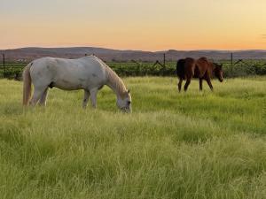 The Stables Kakamas Self Catering