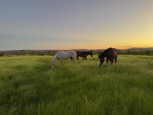 The Stables Kakamas Self Catering
