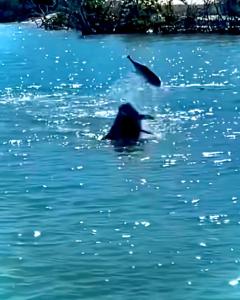 Amazing views & steps to beach 2B-2Bath-Pool 333