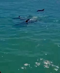 Amazing views & steps to beach 2B-2Bath-Pool 333