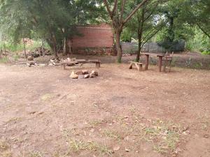 Shambalah roots camp