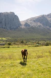 Agriturismo Guthiddai img86